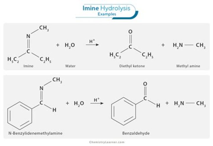 What Cannot be hydrolyzed any further?