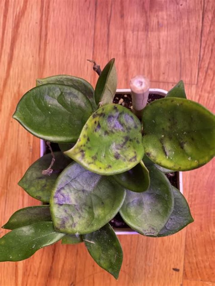 What causes black spots on Hoya?