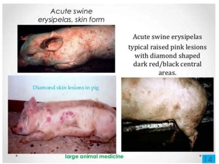 What causes diamond skin disease in pigs?