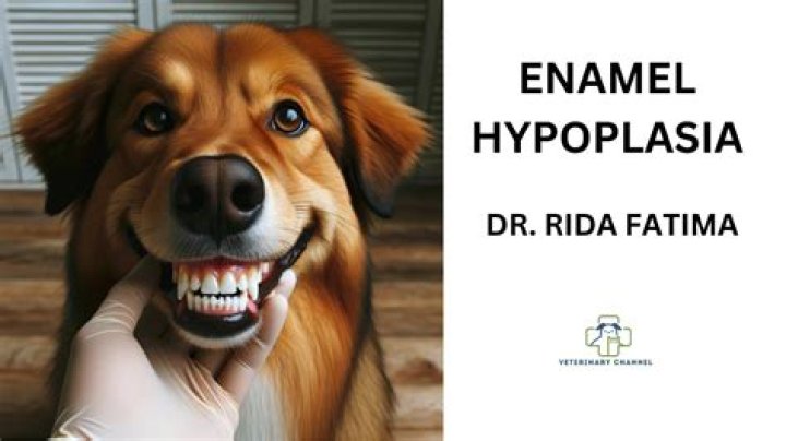 What causes enamel hypoplasia in dogs?