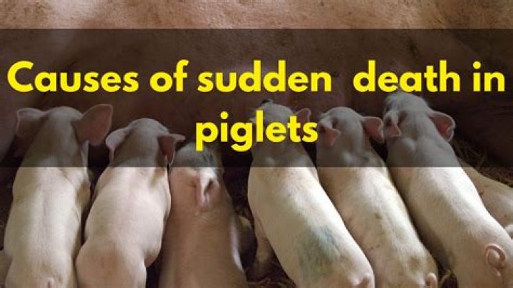 What causes piglets to die?