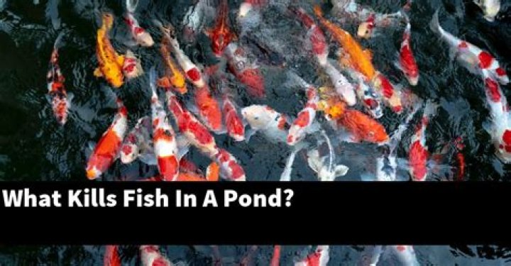 What causes pond fish to die?