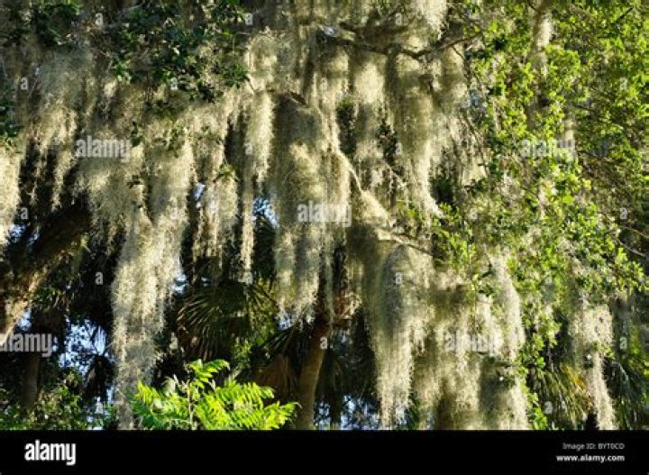 What causes Spanish moss?