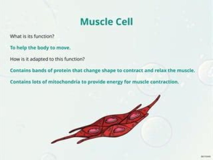 What cell is adapted for movement?