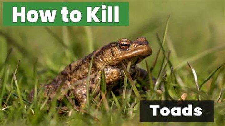 What chemicals kill cane toads?