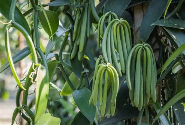 What climate do vanilla beans grow in?