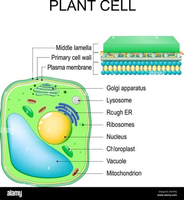 What color is the cell wall of a plant cell?