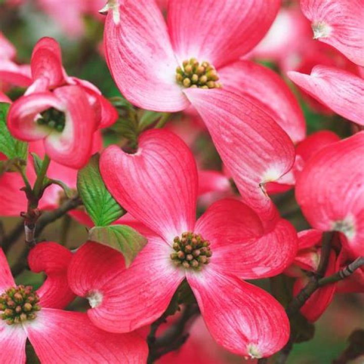 What colors are dogwood trees?