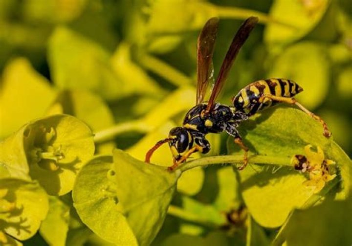 What colors are wasps attracted to?