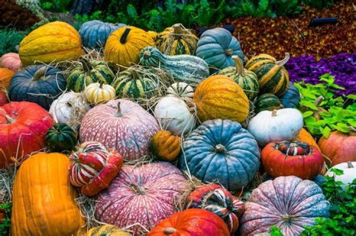 What colors do Pumpkins come in?