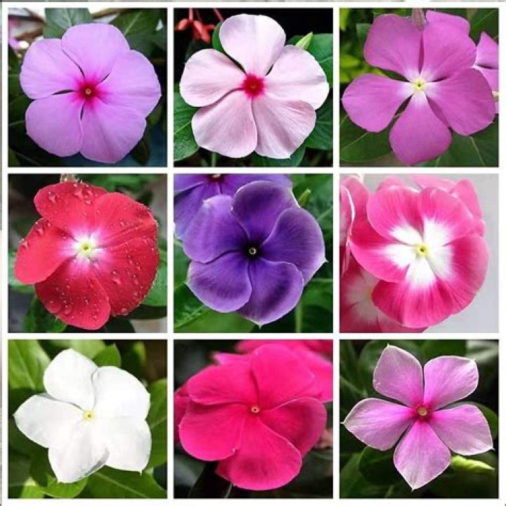 What colors do vinca flowers come in?