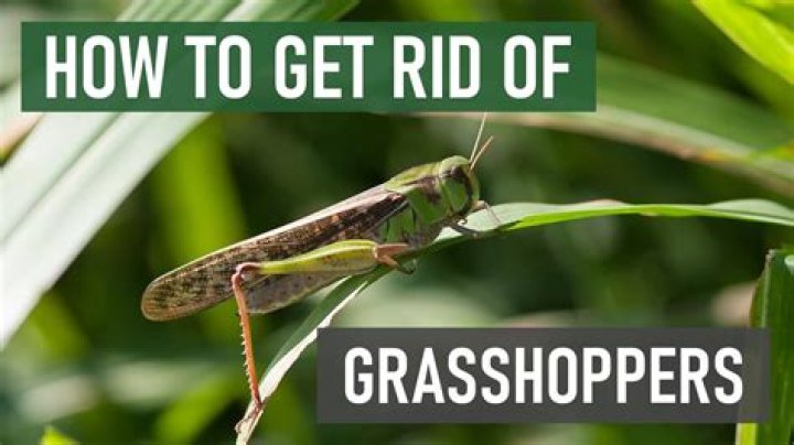 What contact kills grasshoppers?