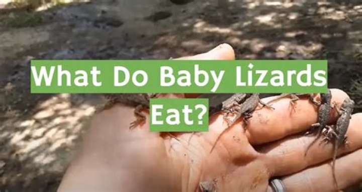 What do baby lizards eat?