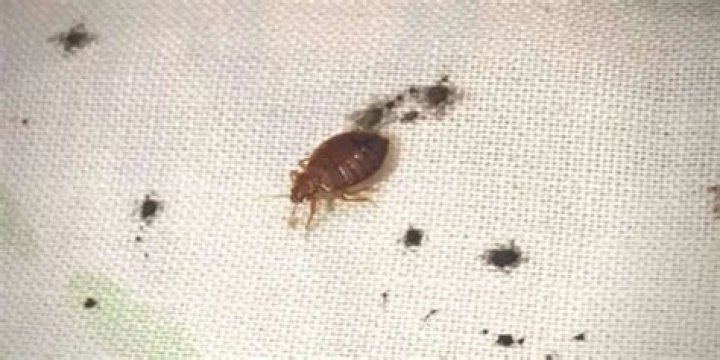 What do bed bug stains look like on sheets?