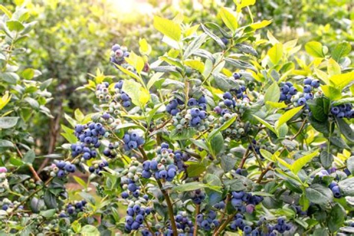 What do blueberries look like on the bush?