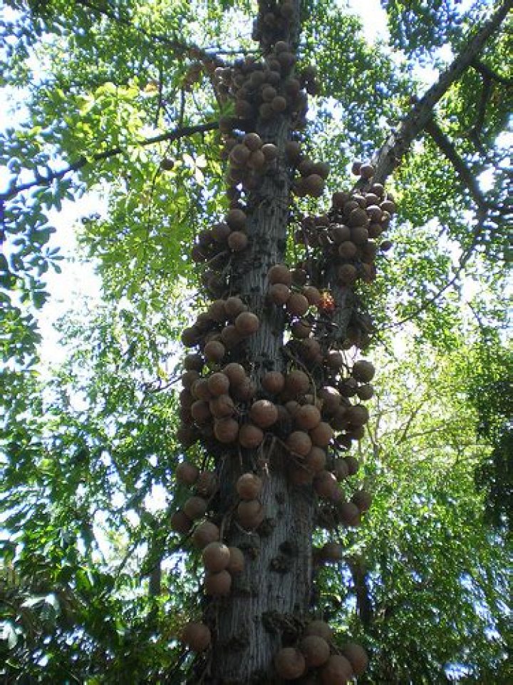 What do Brazil nuts look like on the tree?