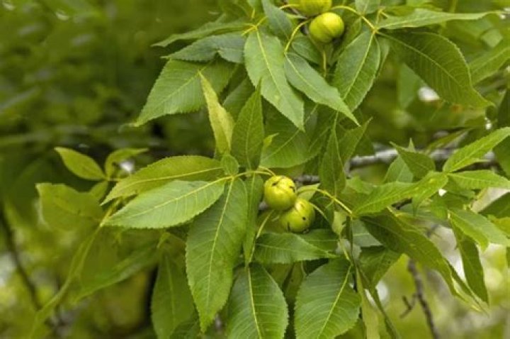 What do butternut trees look like?