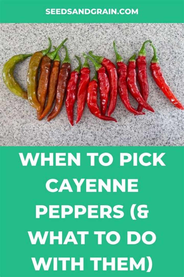 What do cayenne peppers look like?