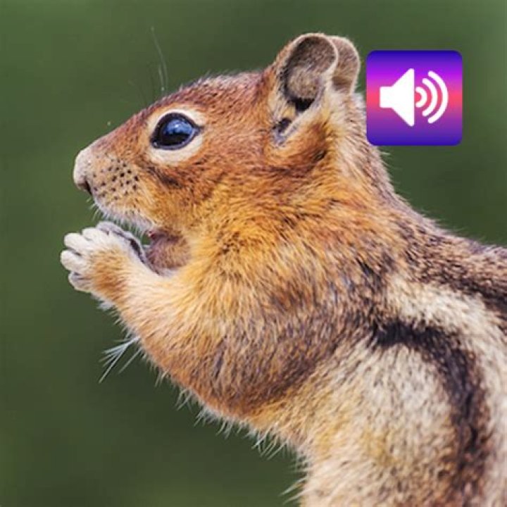 What do chipmunk sounds mean?
