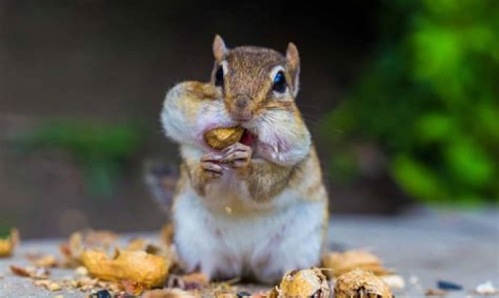 What do chipmunks eat and drink?
