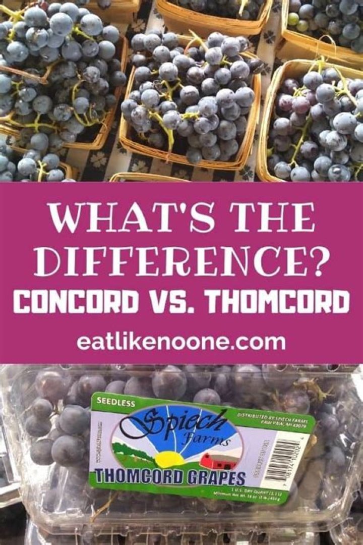 What do concord grapes taste like?