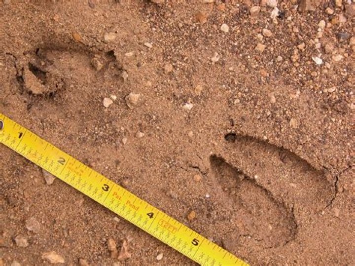 What do deer prints look like?