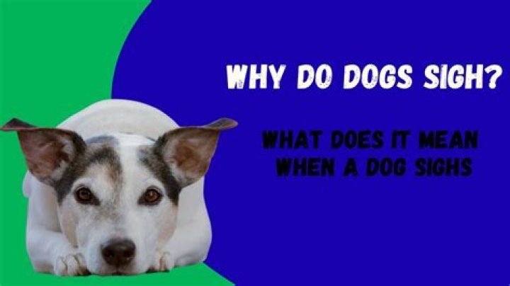 What do dogs mean when they sigh?
