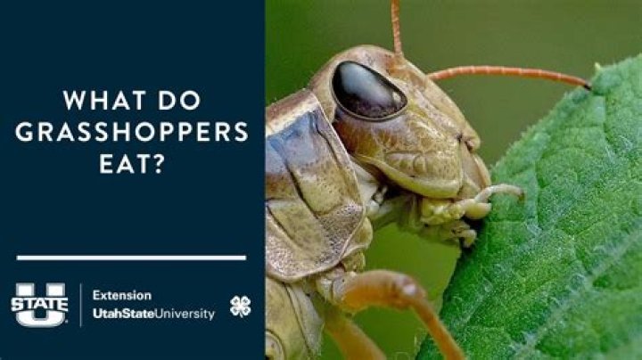 What do grasshoppers symbolize in the Bible?