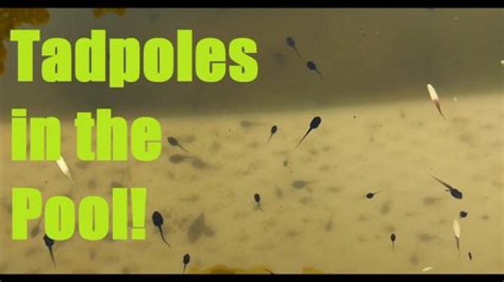 What do I do with tadpoles in my pool?
