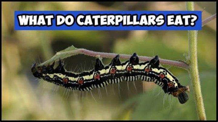 What do I feed caterpillars?