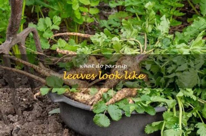 What do parsnip leaves look like?