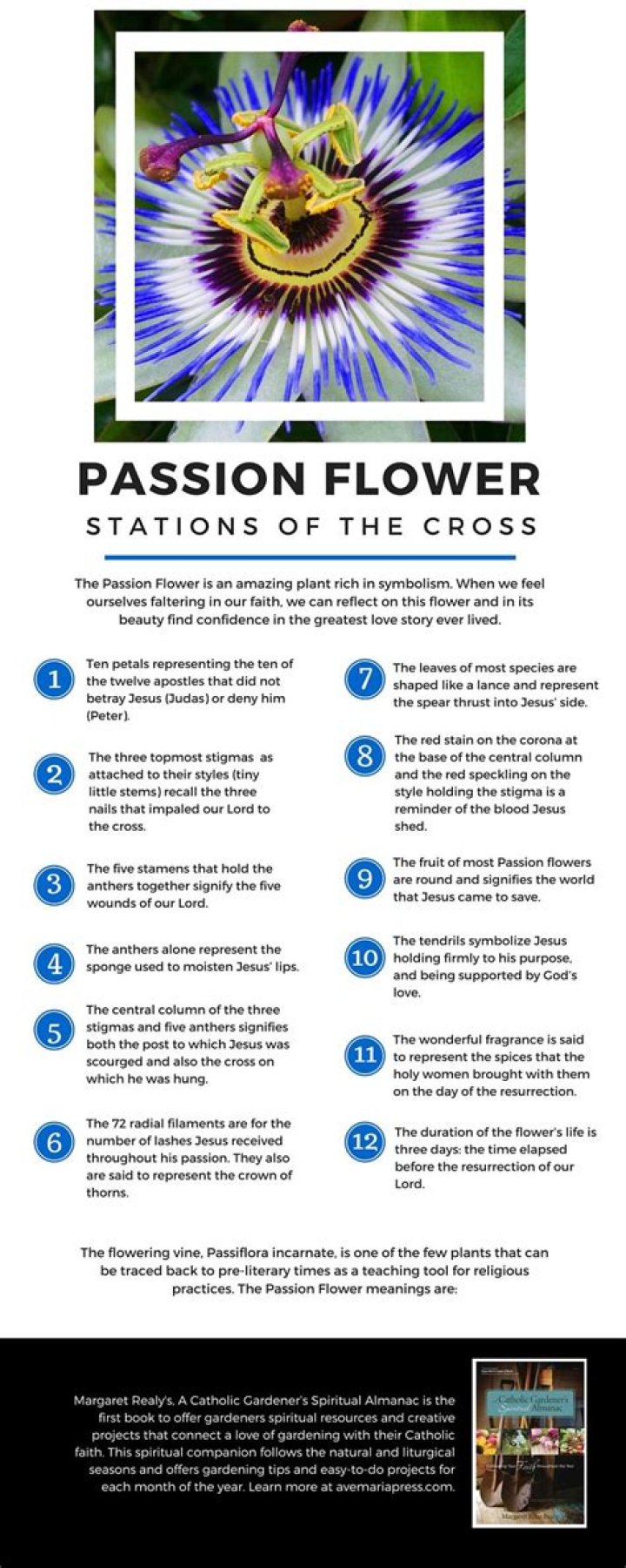 What do passion flowers symbolize?