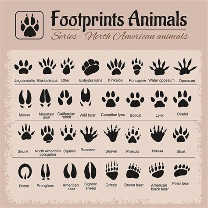What do Possum footprints look like?