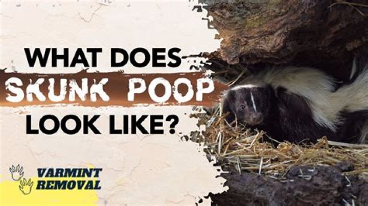 What do skunk poop look like?