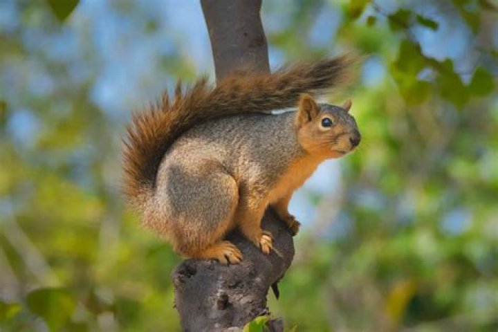 What do squirrel calls mean?