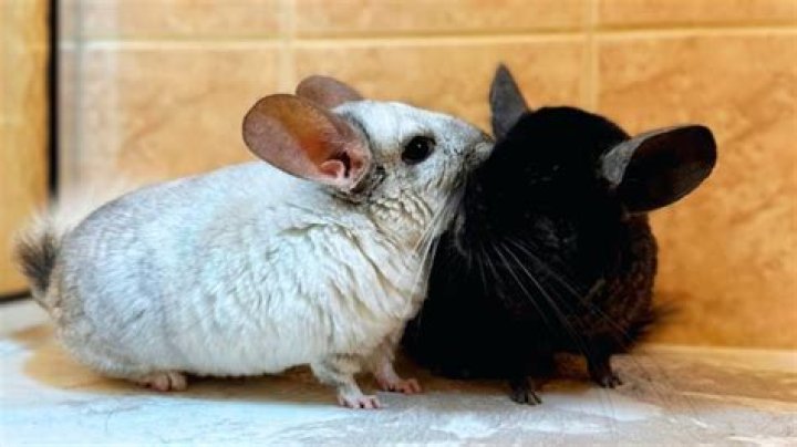 What do you call a female chinchilla?