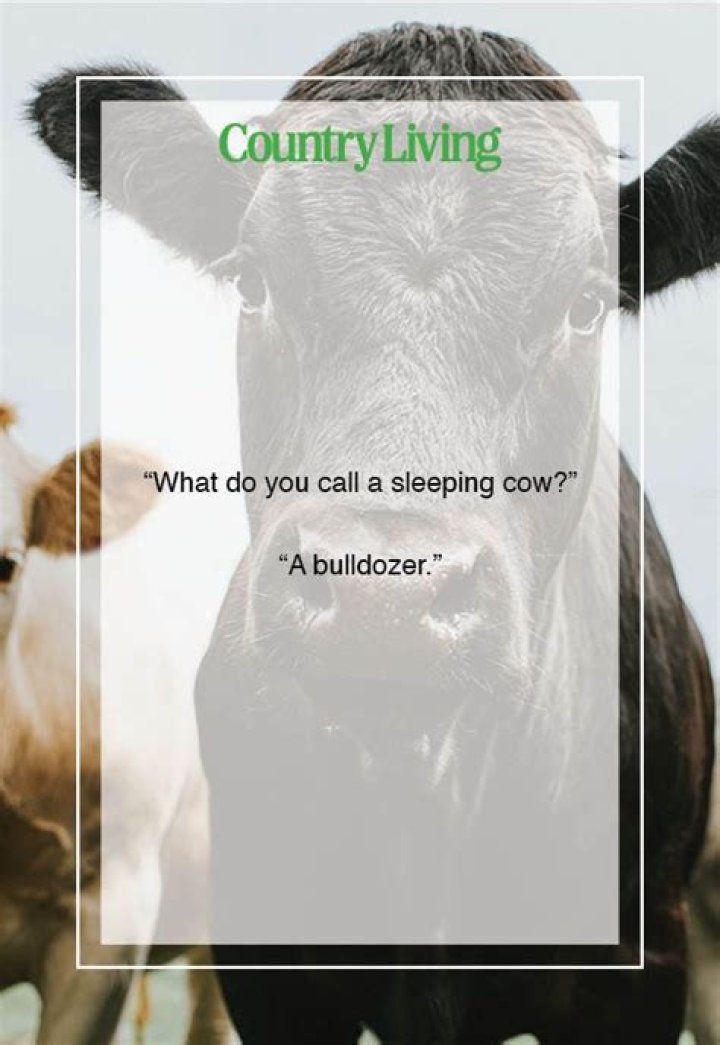 What do you do when a cow won’t get up?