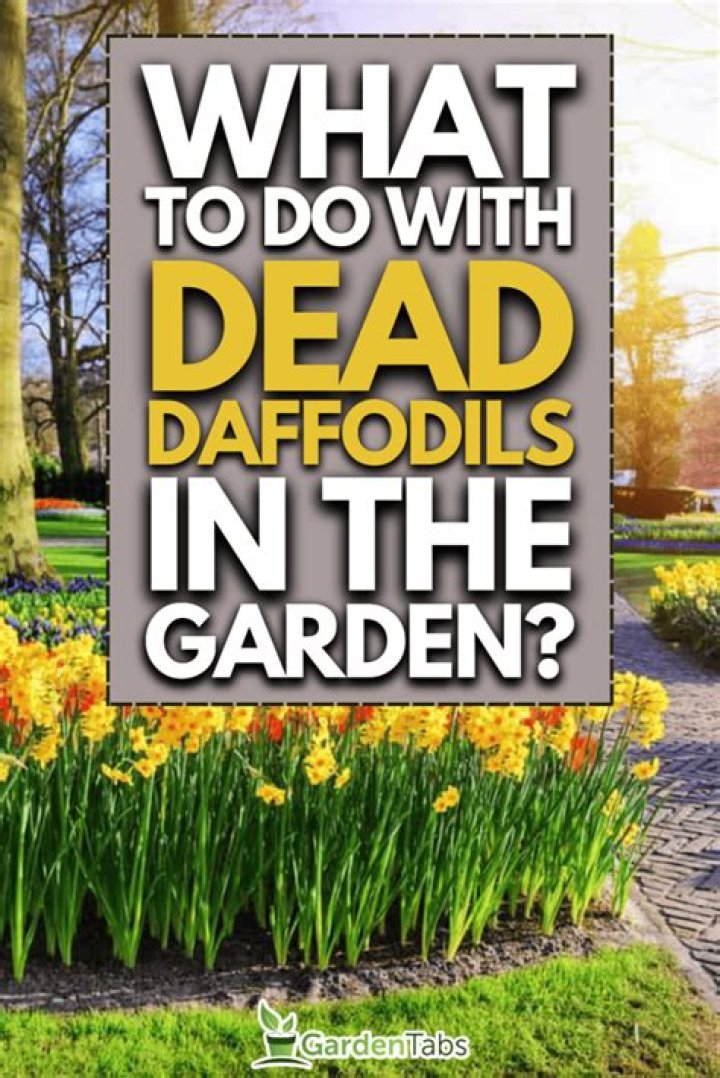 What do you do with dead daffodils?