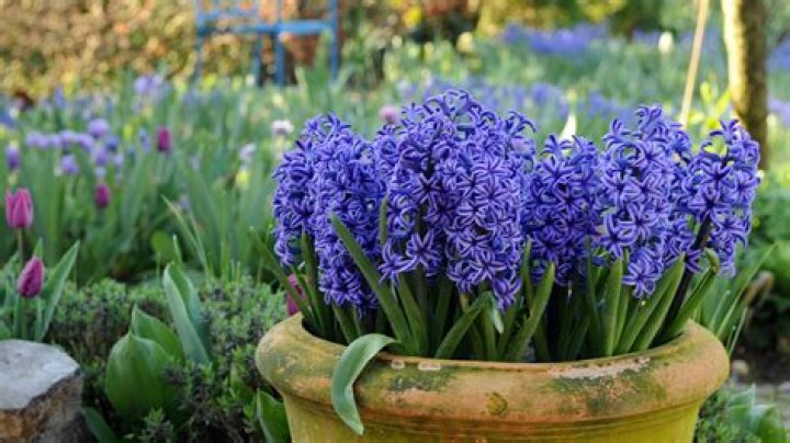 What do you do with hyacinths when they have finished flowering?