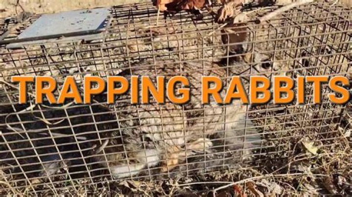 What do you use to trap rabbits?