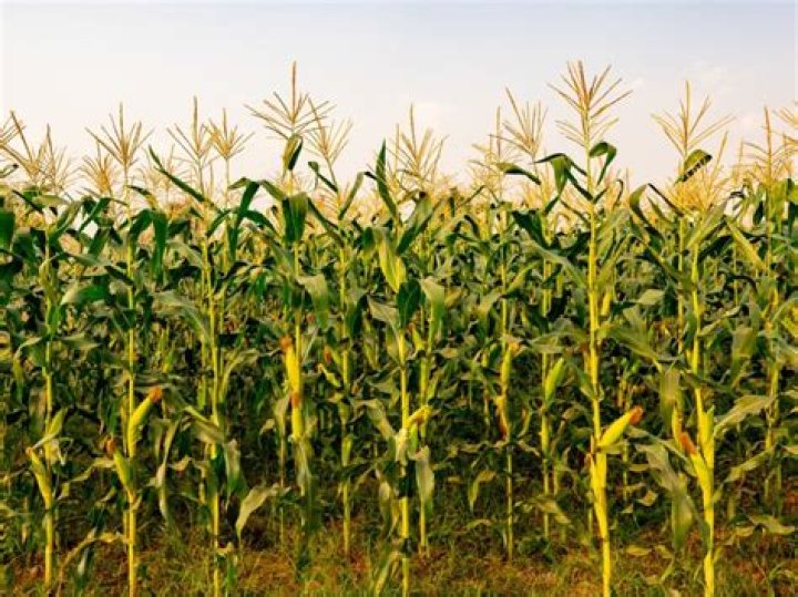 What does a corn plant look like?