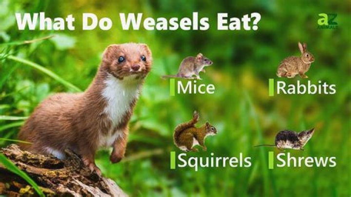 What does a garden weasel do?