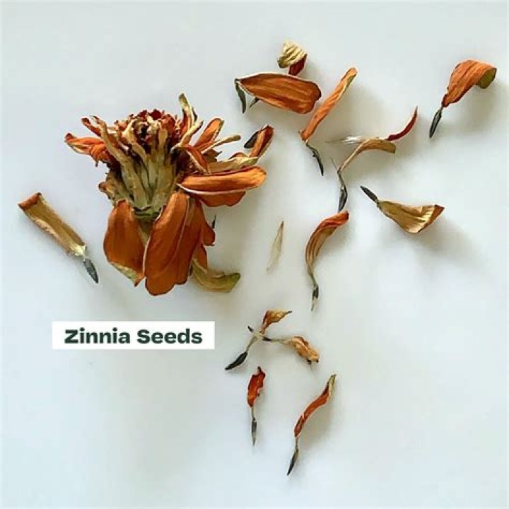 What does a gardenia seed look like?