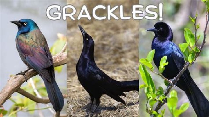 What does a grackle symbolize?