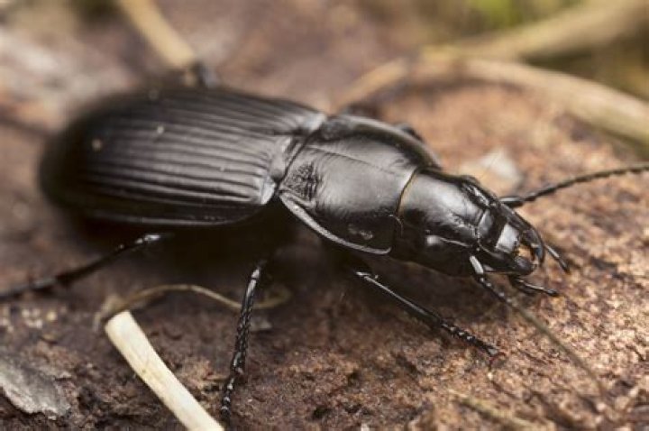 What does a ground beetle look like?