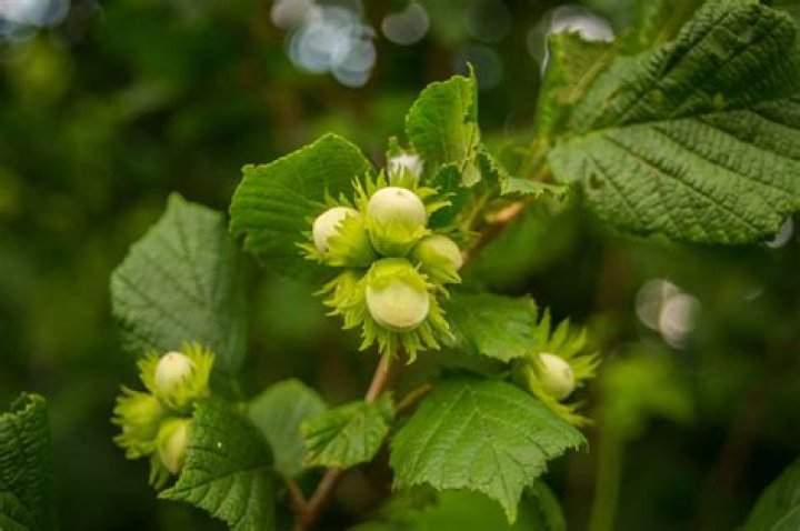 What does a hazelnut tree look like?
