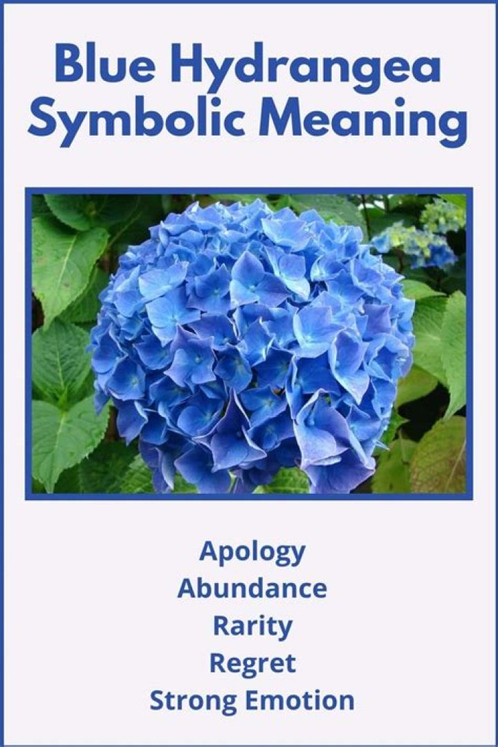 What does a hydrangea symbolize?