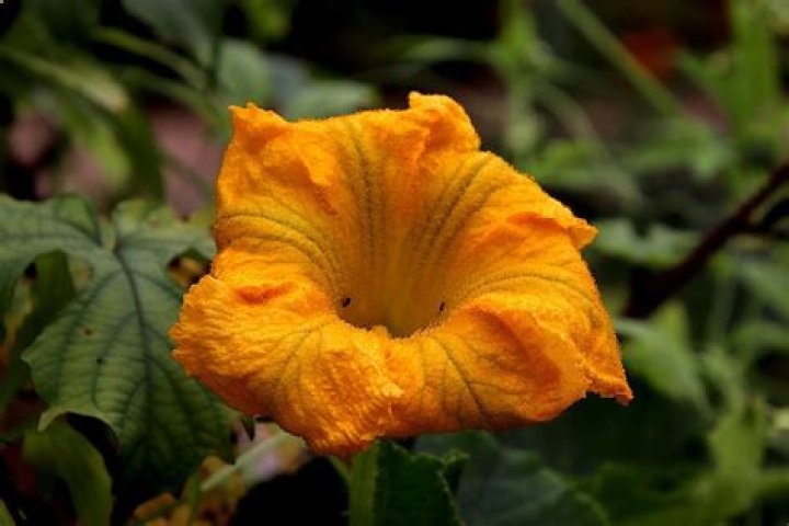 What does a pumpkin flower look like?