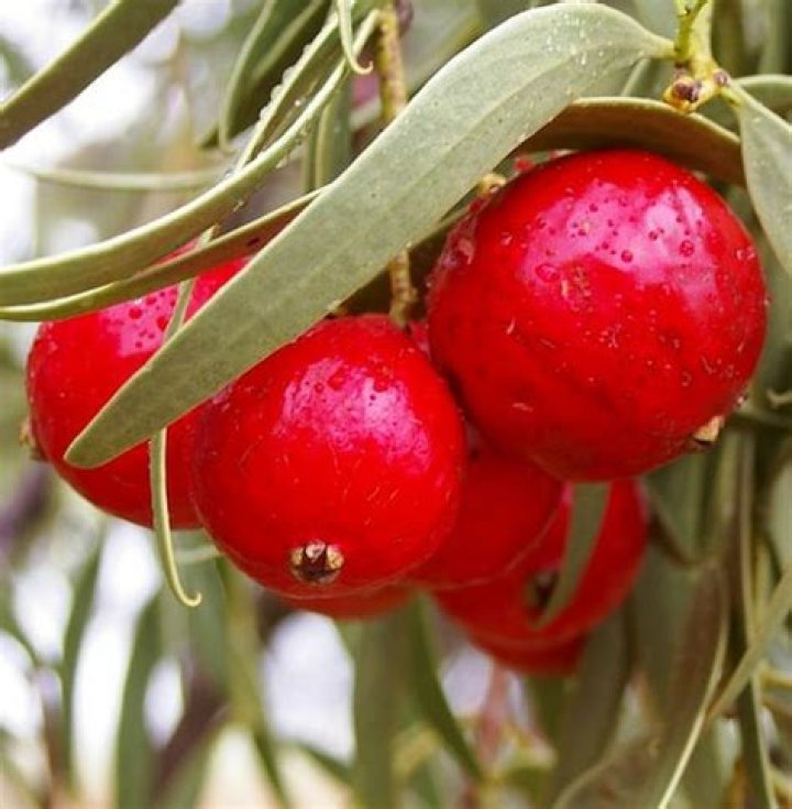 What does a Quandong taste like?
