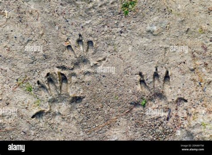 What does a rat footprint look like?